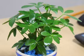 3 con giáp phải trồng cây này mới phát tài lộc, giàu sang vô đối