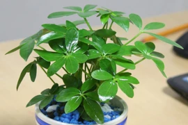 3 con giáp phải trồng cây này mới phát tài lộc, giàu sang vô đối