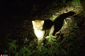 Cực hiếm ảnh mèo hoang đầu phẳng xuất hiện