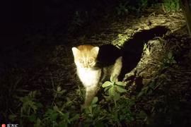 Cực hiếm ảnh mèo hoang đầu phẳng xuất hiện