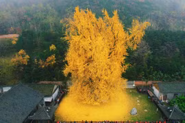 Cây bạch quả ngàn năm nổi tiếng biến hóa "chết cười" chỉ vì...