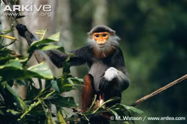 Ảnh đẹp về động vật hoang dã VN của nhiếp ảnh gia quốc tế (1)