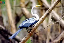 "Ngắm mãi không chán" chim cổ rắn, cò ma trong rừng tràm Trà Sư