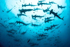 Cá mập đầu búa tụ tập như lén bàn tiệc thần bí