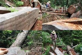 Nghệ An thông tin về rừng sa mu trăm tuổi trên đỉnh Phu Lon