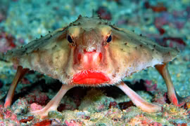 Dung nhan loài cá "ăn chơi" khét tiếng dưới đáy biển sâu 