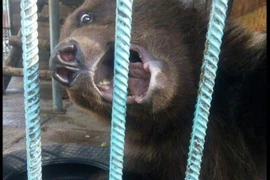 Khoe khoang cho gấu nâu khổng lồ ăn, cô gái gặp kết kinh dị