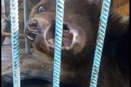 Khoe khoang cho gấu nâu khổng lồ ăn, cô gái gặp kết kinh dị