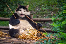 Mèo cưng hóa thành "quái vật lai" ấn tượng bất ngờ