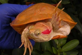 Kỳ lạ rùa bạch tạng cực giống rồng lửa 