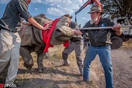 Xót xa tê giác run bần bật khi bị con người cắt sừng