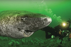 “Dung nhan” cá mập “thành tinh”, 512 tuổi, sống lâu nhất thế giới 