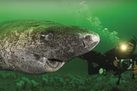 “Dung nhan” cá mập “thành tinh”, 512 tuổi, sống lâu nhất thế giới 