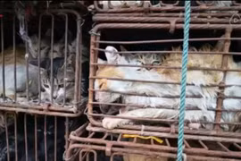 Nghe tiếng kêu rợn người trong xe tải, phát hiện chuyện kinh hoàng