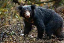 Kinh dị người đàn ông săn gấu hoang dã, cắt lìa "của quý" chỉ vì...