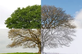 Hình ảnh "độc" 4 mùa của cây sồi gây ấn tượng mạnh 