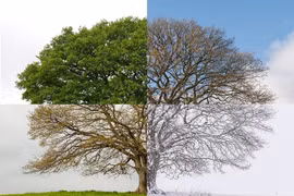 Hình ảnh "độc" 4 mùa của cây sồi gây ấn tượng mạnh 