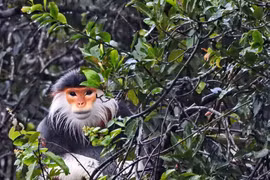 Ngắm những chú Voọc chà vá chân nâu hiếm thấy tại Vườn quốc gia Bạch Mã