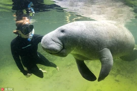 Độc đáo nhiếp ảnh gia chạm trán bất ngờ với “mỹ nhân ngư” 