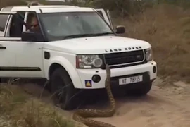 Trăn khổng lồ tấn công, du khách "sợ mất mật", tháo chạy...