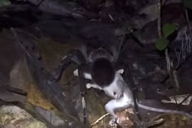 Rợn người nhện khổng lồ giết và ăn thịt chồn Opossum