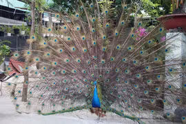 Ngắm khổng tước siêu quý xòe cánh đẹp mê mẩn