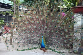 Ngắm khổng tước siêu quý xòe cánh đẹp mê mẩn