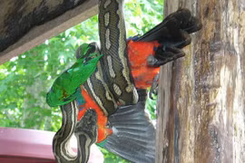 Rợn tóc gáy những lần trăn khổng lồ hung hăng “tấn công” nhà dân