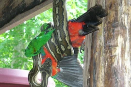 Rợn tóc gáy những lần trăn khổng lồ hung hăng “tấn công” nhà dân