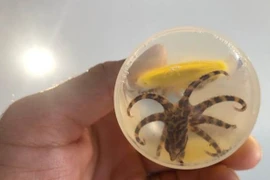 Nhặt vỏ ốc về nhà chơi, phát hiện điều hãi hùng