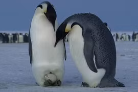 Sao chim cánh cụt đẻ trứng mùa đông không bị đóng băng?