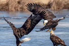 Đại chiến hào hùng của ba con đại bàng hói 