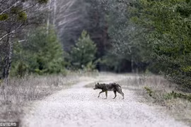 Đến vùng đất tử thần với con người, thiên đường với động vật