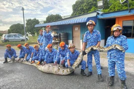 Bắt được trăn khổng lồ ngỡ đã thành tinh, nặng hơn 200kg