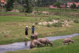 Chủ tịch xã xin từ chức để đi... cai nghiện thuốc phiện