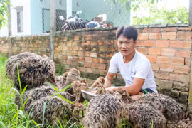 Nuôi chim to xác, hiền như thỏ, nhát như cáy, bán 5,5 triệu/cặp