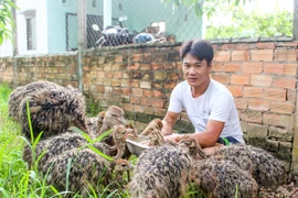 Nuôi chim to xác, hiền như thỏ, nhát như cáy, bán 5,5 triệu/cặp