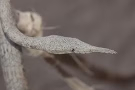 Loạt rắn độc dị nhất hành tinh, phát khiếp khi nhìn