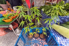 Cận cảnh cần sa bán khắp đường phố Pattaya