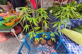 Cận cảnh cần sa bán khắp đường phố Pattaya