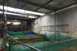 Bao giờ người dân mới được nhận tiền hỗ trợ 200 con lợn dịch tả châu Phi?