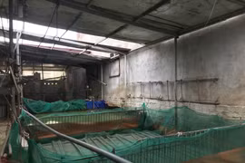 Bao giờ người dân mới được nhận tiền hỗ trợ 200 con lợn dịch tả châu Phi?