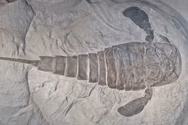 Phát hiện hóa thạch bọ cạp biển giống quái vật