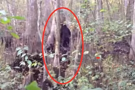 'Tóm sống' những lần quái vật Bigfoot xuất hiện... trêu con người