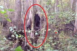 'Tóm sống' những lần quái vật Bigfoot xuất hiện... trêu con người
