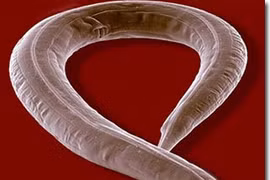 Loài giun có khả năng nghe âm thanh tuyệt vời như nào?