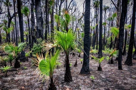 Giải mã phản ứng của thực vật bản địa trước biến đổi khí hậu