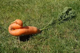 Những 'cú lừa' ngoạn mục của thiên nhiên khiến con người tưởng bở