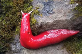 Top 12 sinh vật kỳ dị nhất quả đất, phát hoảng khi nhìn thấy