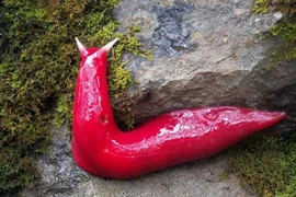 Top 12 sinh vật kỳ dị nhất quả đất, phát hoảng khi nhìn thấy